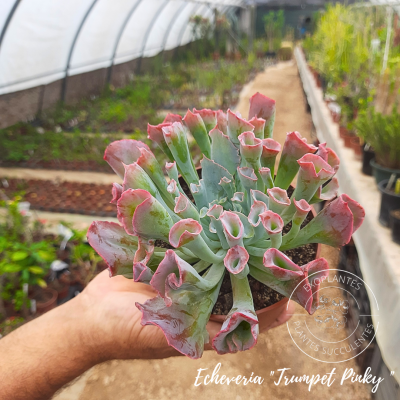 Cotyledon tomentosa 20240801 153508 0000