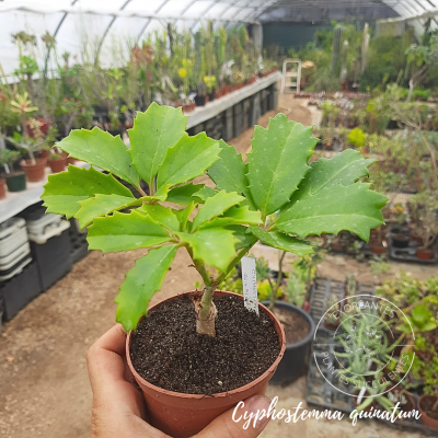 Cotyledon tomentosa 20240802 173305 0000